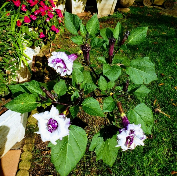 Double purple angel trumpet - Picture 6 of 9